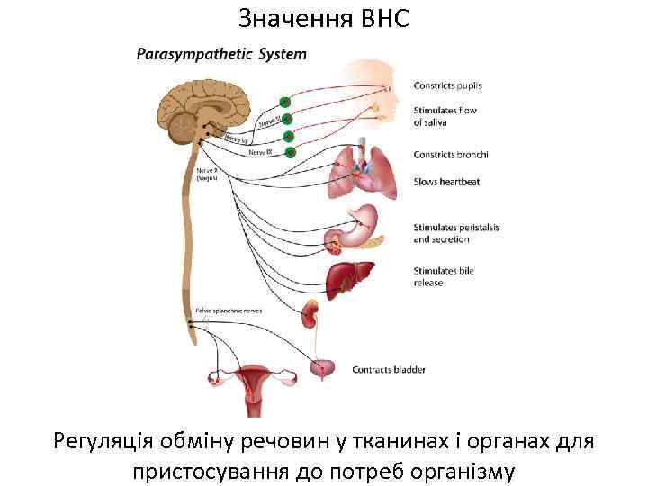 Значення ВНС Регуляція обміну речовин у тканинах і органах для пристосування до потреб організму