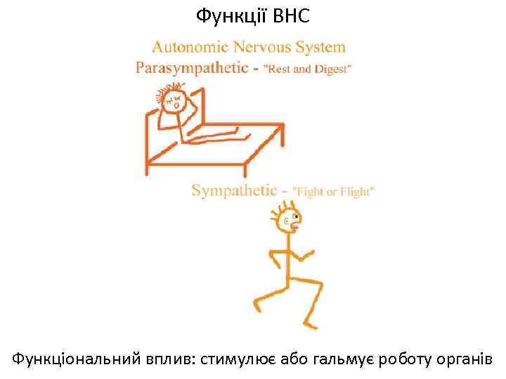 Функції ВНС Функціональний вплив: стимулює або гальмує роботу органів 