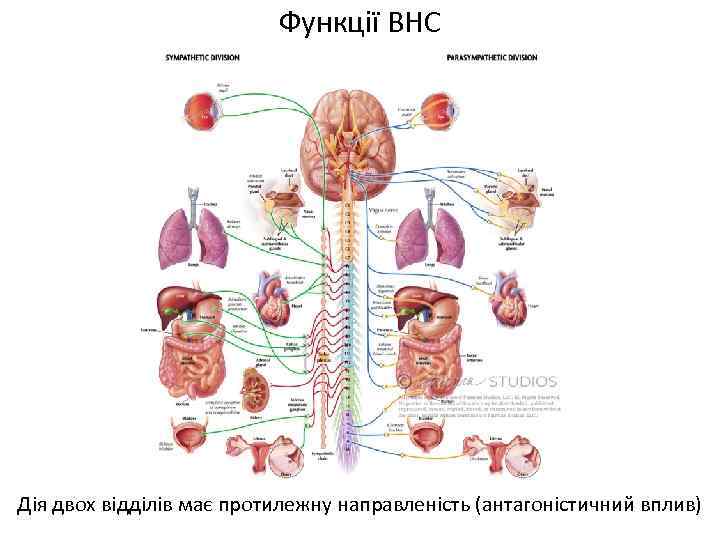 Функції ВНС Дія двох відділів має протилежну направленість (антагоністичний вплив) 