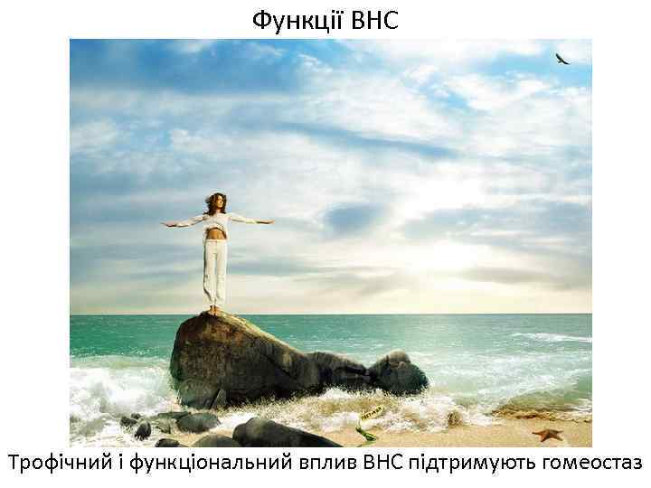 Функції ВНС Трофічний і функціональний вплив ВНС підтримують гомеостаз 