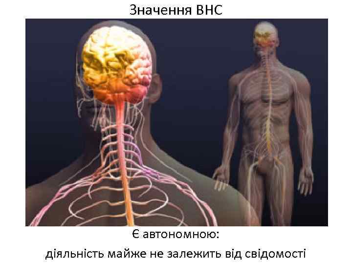 Значення ВНС Є автономною: діяльність майже не залежить від свідомості 