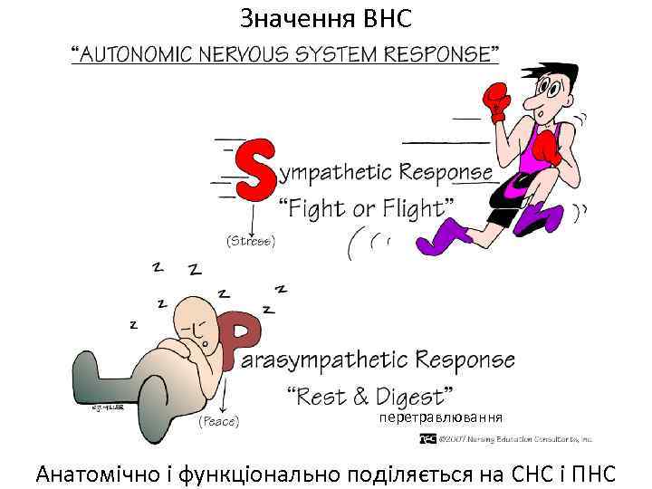 Значення ВНС перетравлювання Анатомічно і функціонально поділяється на СНС і ПНС 