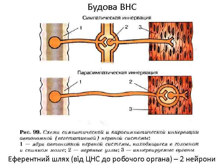 Будова ВНС Еферентний шлях (від ЦНС до робочого органа) – 2 нейрони 