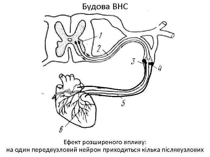 Будова ВНС Ефект розширеного впливу: на один передвузловий нейрон приходиться кілька післявузлових 