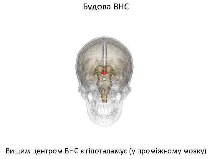 Будова ВНС Вищим центром ВНС є гіпоталамус (у проміжному мозку) 