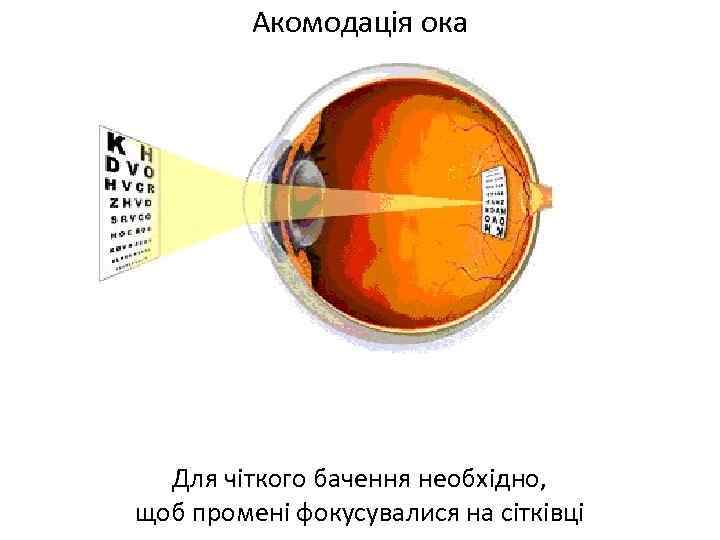 Акомодація ока Для чіткого бачення необхідно, щоб промені фокусувалися на сітківці 