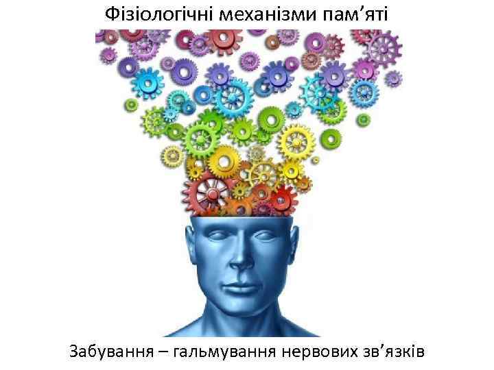 Фізіологічні механізми пам’яті Забування – гальмування нервових зв’язків 