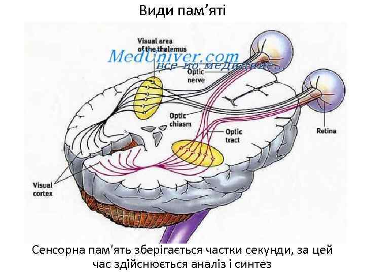 Види пам’яті Сенсорна пам’ять зберігається частки секунди, за цей час здійснюється аналіз і синтез