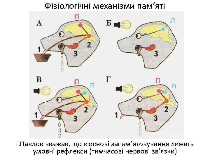 Фізіологічні механізми пам’яті І. Павлов вважав, що в основі запам’ятовування лежать умовні рефлекси (тимчасові