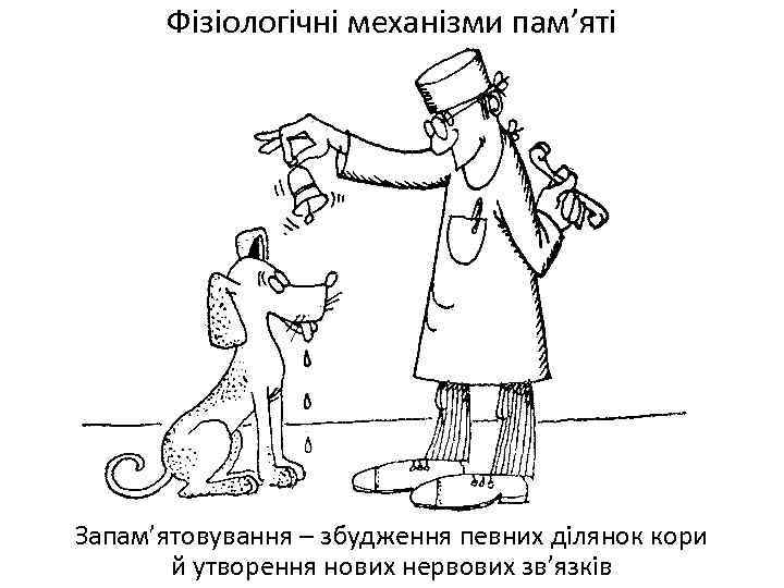 Фізіологічні механізми пам’яті Запам’ятовування – збудження певних ділянок кори й утворення нових нервових зв’язків