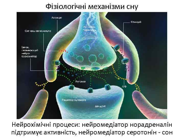 Фізіологічні механізми сну Нейрохімічні процеси: нейромедіатор норадреналін підтримує активність, нейромедіатор серотонін - сон 