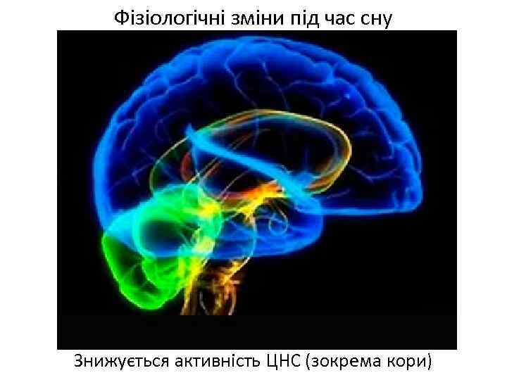 Фізіологічні зміни під час сну Знижується активність ЦНС (зокрема кори) 