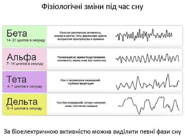 Фізіологічні зміни під час сну За біоелектричною активністю можна виділити певні фази сну 