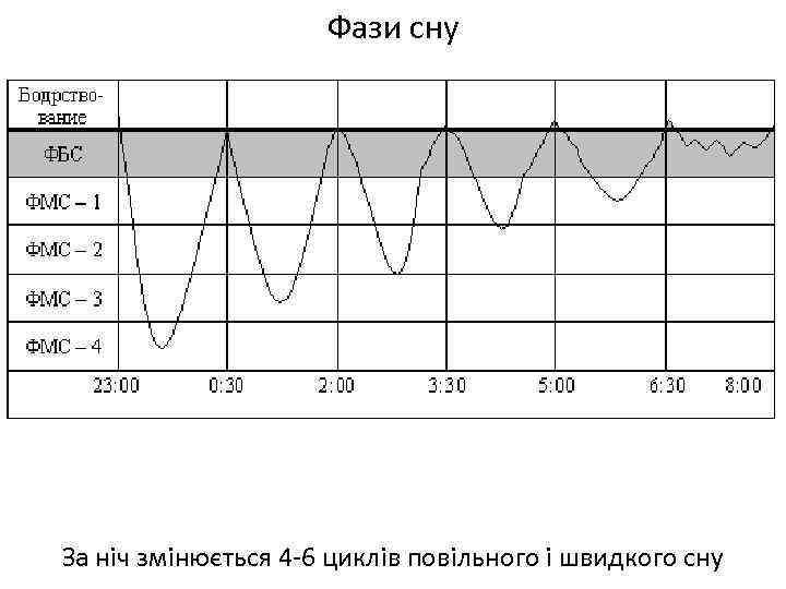 Фази сну За ніч змінюється 4 -6 циклів повільного і швидкого сну 