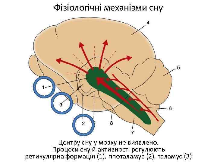 Фізіологічні механізми сну Центру сну у мозку не виявлено. Процеси сну й активності регулюють