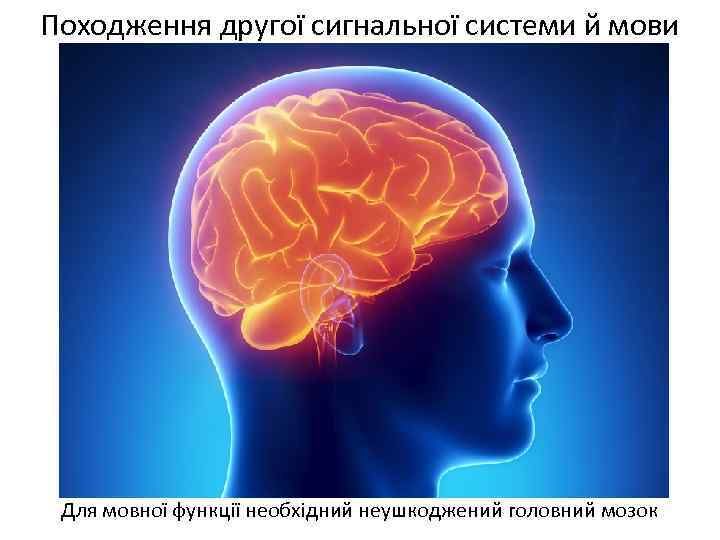 Походження другої сигнальної системи й мови Для мовної функції необхідний неушкоджений головний мозок 