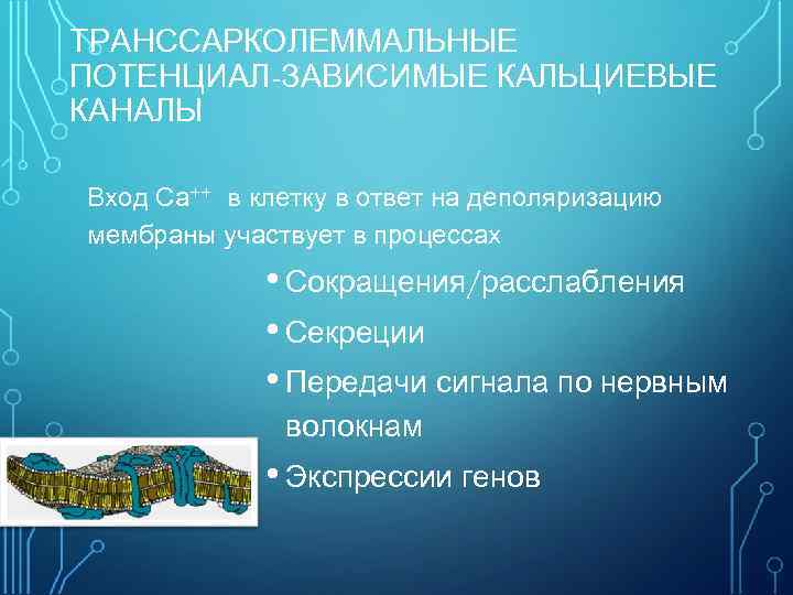 ТРАНССАРКОЛЕММАЛЬНЫЕ ПОТЕНЦИАЛ-ЗАВИСИМЫЕ КАЛЬЦИЕВЫЕ КАНАЛЫ Вход Са++ в клетку в ответ на деполяризацию мембраны участвует