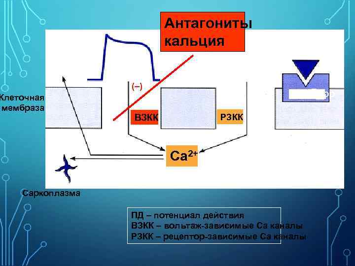 Антагониты кальция ПД Норадреналин Ca 2+ (–) Клеточная мембраза Рецептор РЗКК ВЗКК Ca 2+