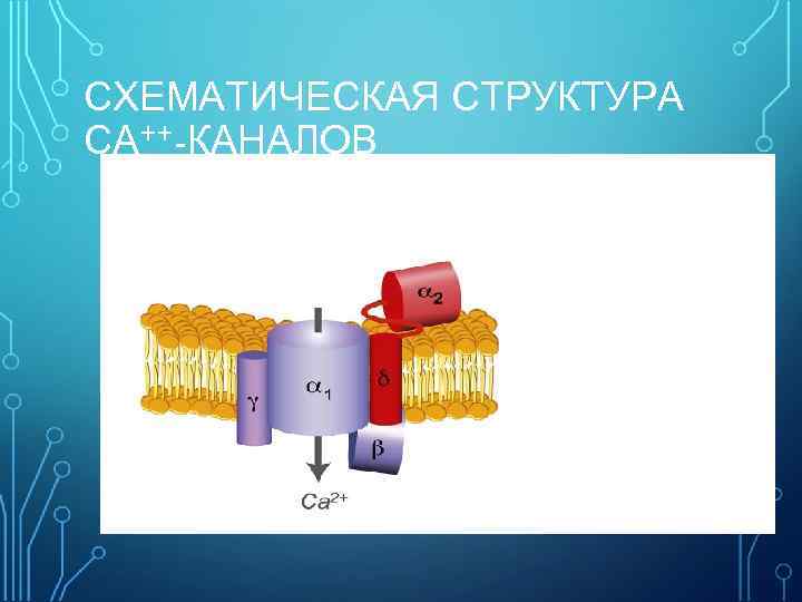 СХЕМАТИЧЕСКАЯ СТРУКТУРА СА++-КАНАЛОВ Состоят из 5 субъединиц 