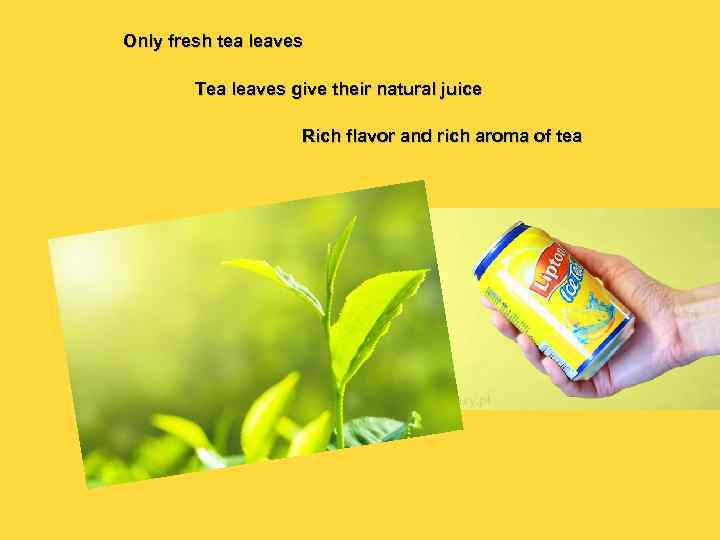 Only fresh tea leaves Tea leaves give their natural juice Rich flavor and rich