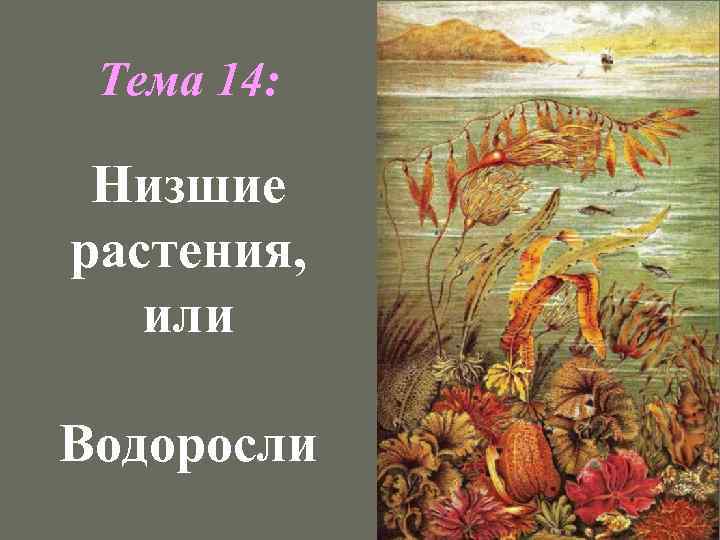 Тема 14: Низшие растения, или Водоросли 