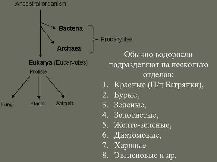 Обычно водоросли подразделяют на несколько отделов: 1. Красные (П/ц Багрянки), 2. Бурые, 3. Зеленые,