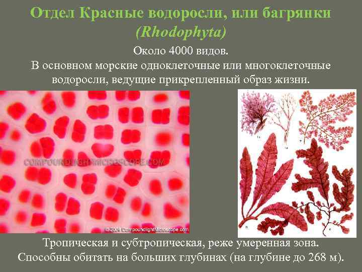 Отдел Красные водоросли, или багрянки (Rhodophyta) Около 4000 видов. В основном морские одноклеточные или