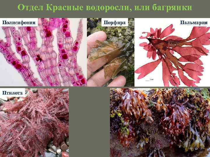 Отдел Красные водоросли, или багрянки Полисифония Птилота Порфира Пальмария 