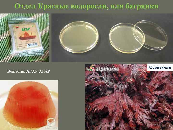 Отдел Красные водоросли, или багрянки Вещество АГАР-АГАР Одонталия 