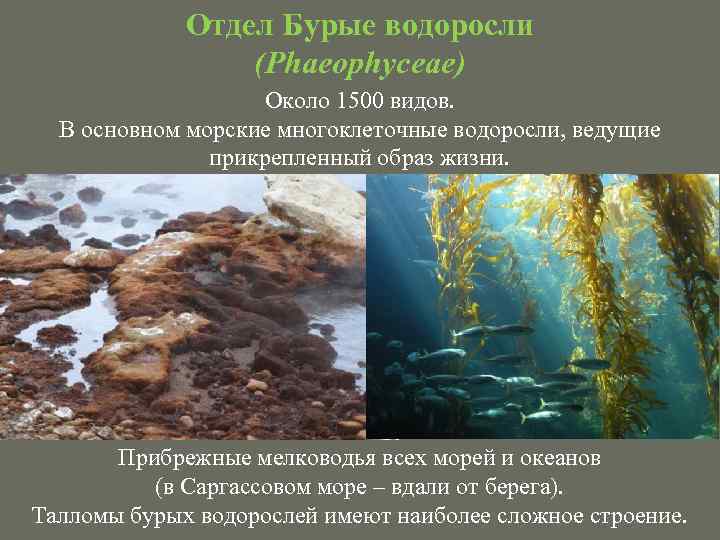 Отдел Бурые водоросли (Phaeophyceae) Около 1500 видов. В основном морские многоклеточные водоросли, ведущие прикрепленный