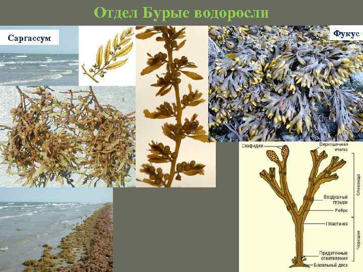 Отдел Бурые водоросли Саргассум Фукус 