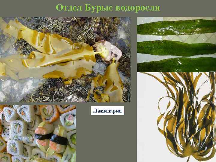 Отдел Бурые водоросли Ламинария 