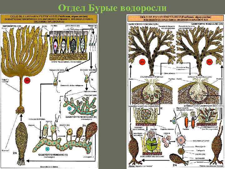 Отдел Бурые водоросли 