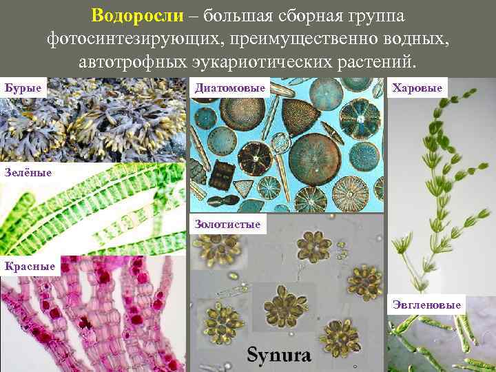 Водоросли – большая сборная группа фотосинтезирующих, преимущественно водных, автотрофных эукариотических растений. Бурые Диатомовые Харовые
