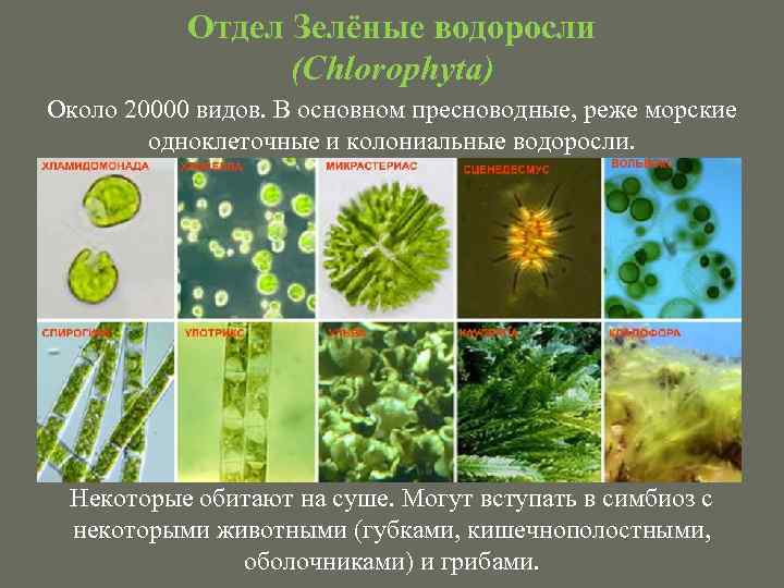 Отдел Зелёные водоросли (Chlorophyta) Около 20000 видов. В основном пресноводные, реже морские одноклеточные и