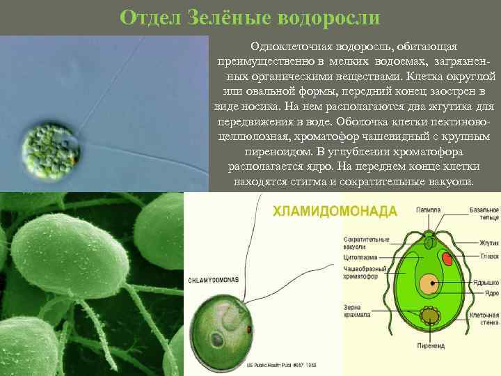 Отдел Зелёные водоросли Одноклеточная водоросль, обитающая преимущественно в мелких водоемах, загрязненных органическими веществами. Клетка