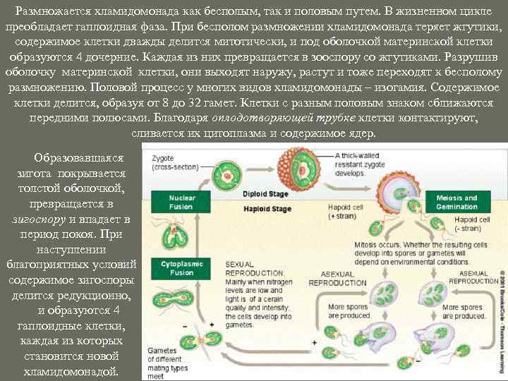 Размножается хламидомонада как бесполым, так и половым путем. В жизненном цикле преобладает гаплоидная фаза.