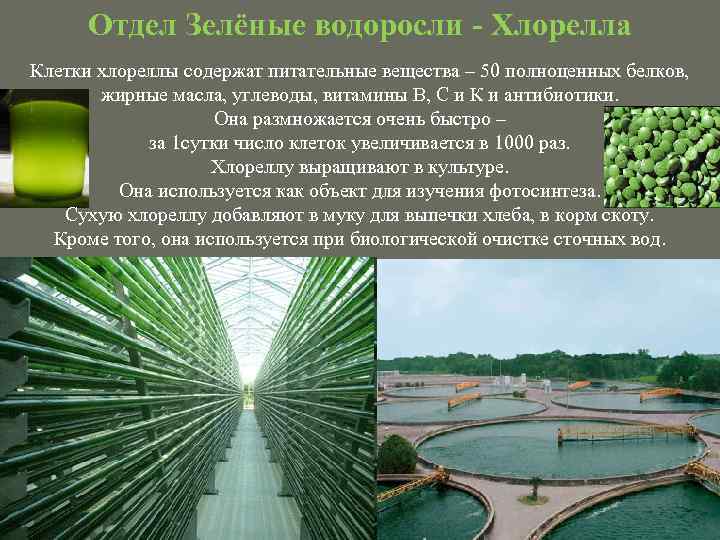 Отдел Зелёные водоросли - Хлорелла Клетки хлореллы содержат питательные вещества – 50 полноценных белков,