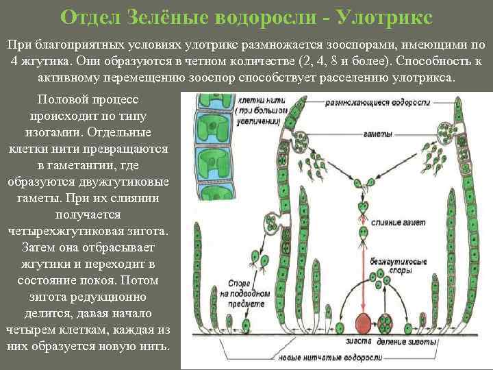Отдел Зелёные водоросли - Улотрикс При благоприятных условиях улотрикс размножается зооспорами, имеющими по 4
