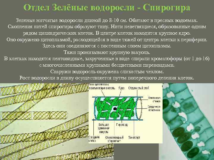 Отдел Зелёные водоросли - Спирогира Зеленые нитчатые водоросли длиной до 8 -10 см. Обитают