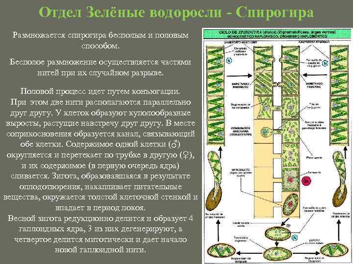 Отдел Зелёные водоросли - Спирогира Размножается спирогира бесполым и половым способом. Бесполое размножение осуществляется