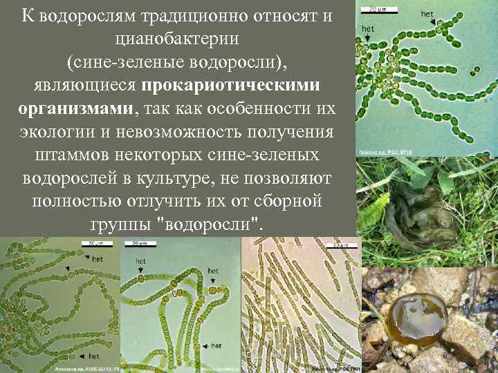 К водорослям традиционно относят и цианобактерии (сине-зеленые водоросли), являющиеся прокариотическими организмами, так как особенности