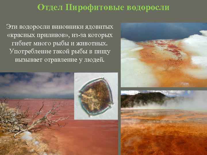 Отдел Пирофитовые водоросли Эти водоросли виновники ядовитых «красных приливов» , из-за которых гибнет много