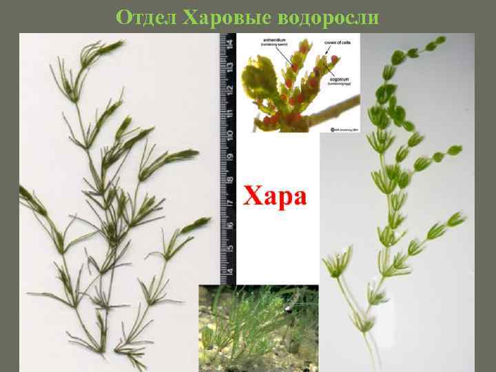 Отдел Харовые водоросли 