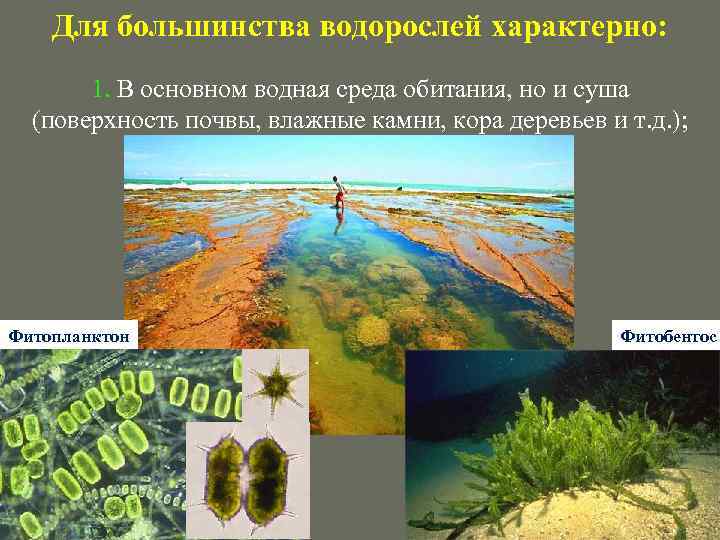 Для большинства водорослей характерно: 1. В основном водная среда обитания, но и суша (поверхность