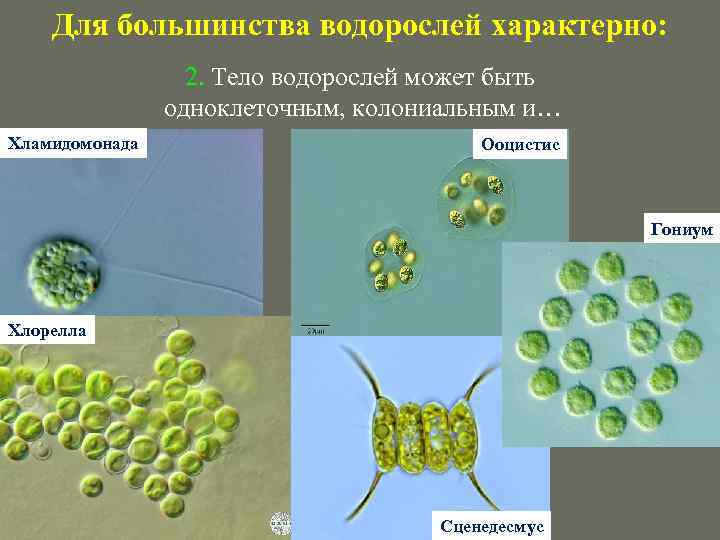 Для большинства водорослей характерно: 2. Тело водорослей может быть одноклеточным, колониальным и… Хламидомонада Ооцистис