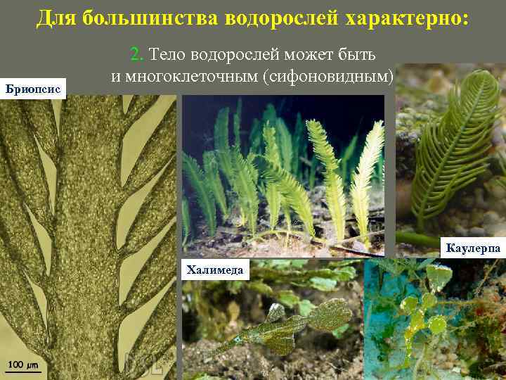 Для большинства водорослей характерно: Бриопсис 2. Тело водорослей может быть и многоклеточным (сифоновидным); Каулерпа