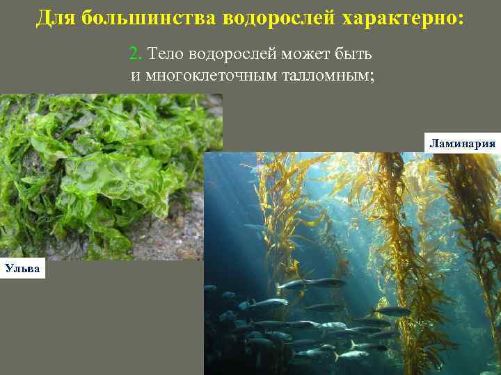 Для большинства водорослей характерно: 2. Тело водорослей может быть и многоклеточным талломным; Ламинария Ульва