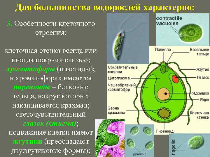 Для большинства водорослей характерно: 3. Особенности клеточного строения: клеточная стенка всегда или иногда покрыта