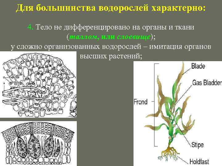 Для большинства водорослей характерно: 4. Тело не дифференцировано на органы и ткани (таллом, или